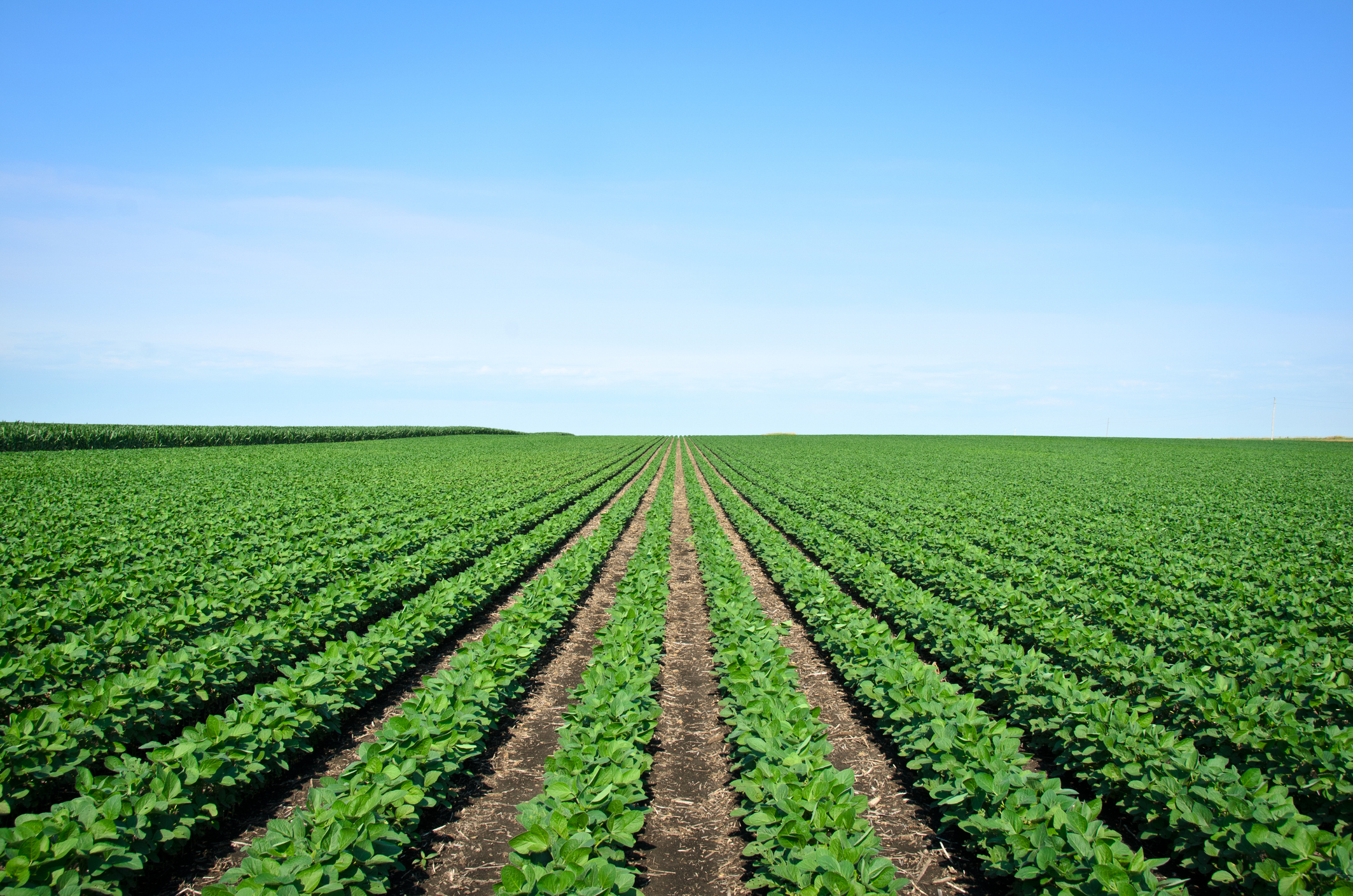 Rows of Iowa soybeans Agriculture